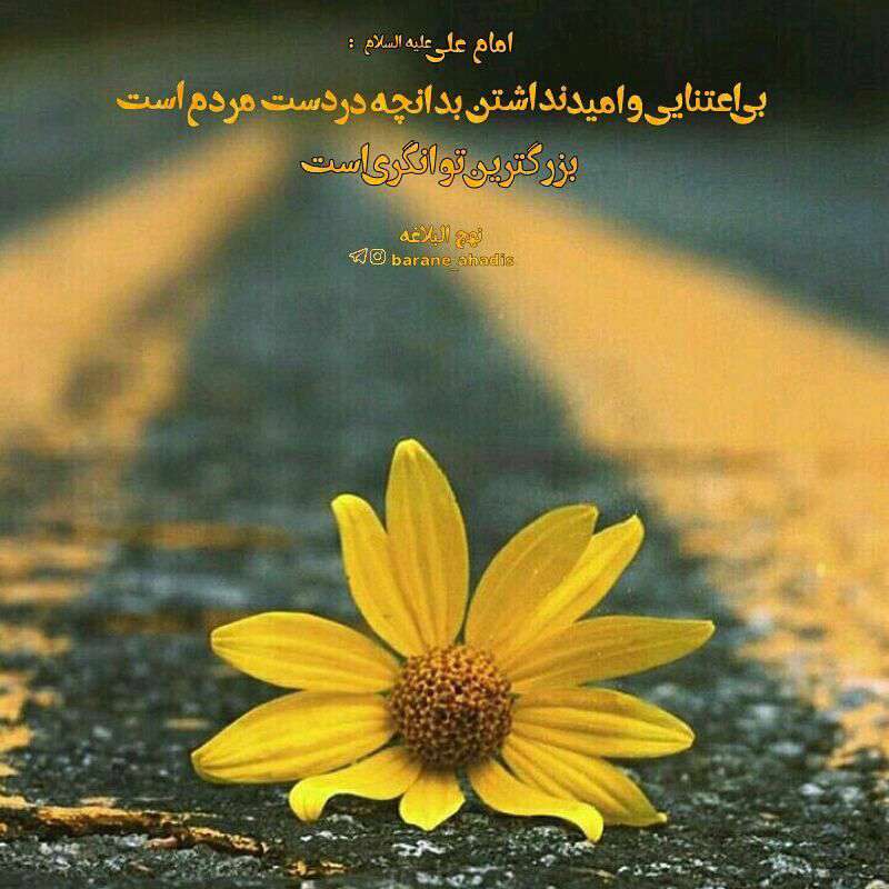 حدیثی از امام علی در مورد بی اعتنایی